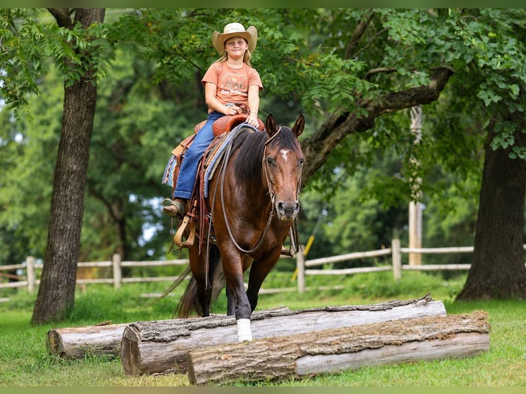American Quarter Horse Wallach 7 Jahre Rotbrauner in Sedalia