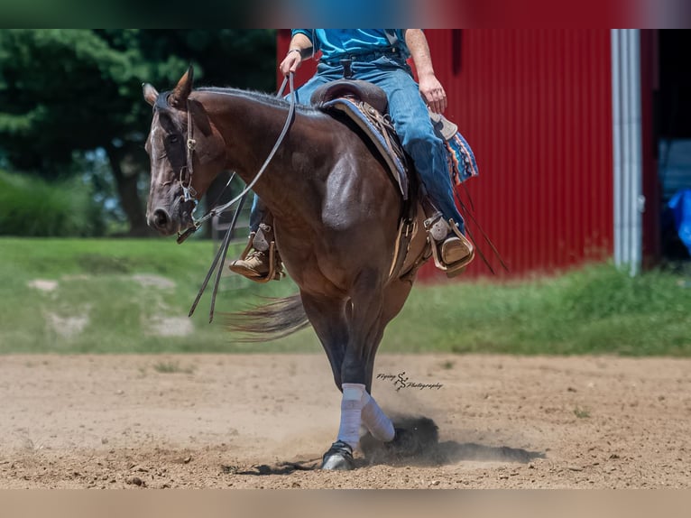 American Quarter Horse Wallach 7 Jahre Rotbrauner in Sedalia