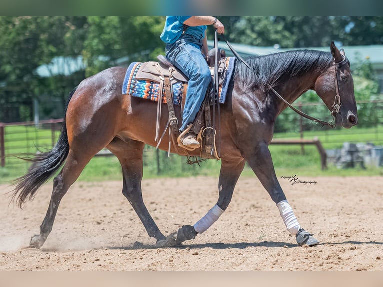 American Quarter Horse Wallach 7 Jahre Rotbrauner in Sedalia