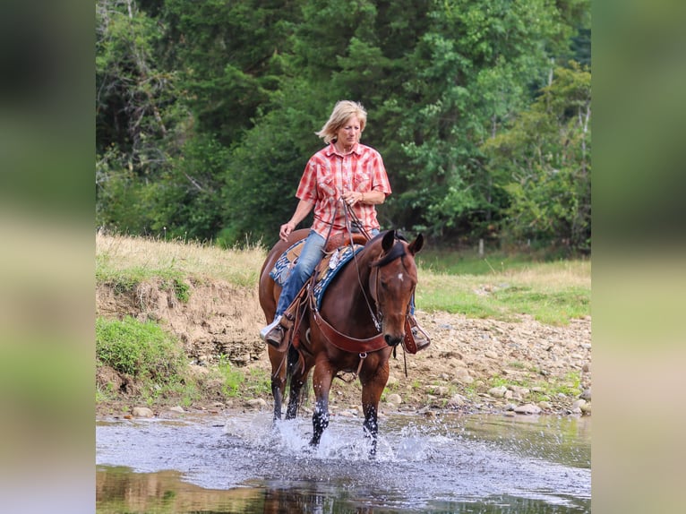 American Quarter Horse Wallach 7 Jahre Rotbrauner in Swisshome
