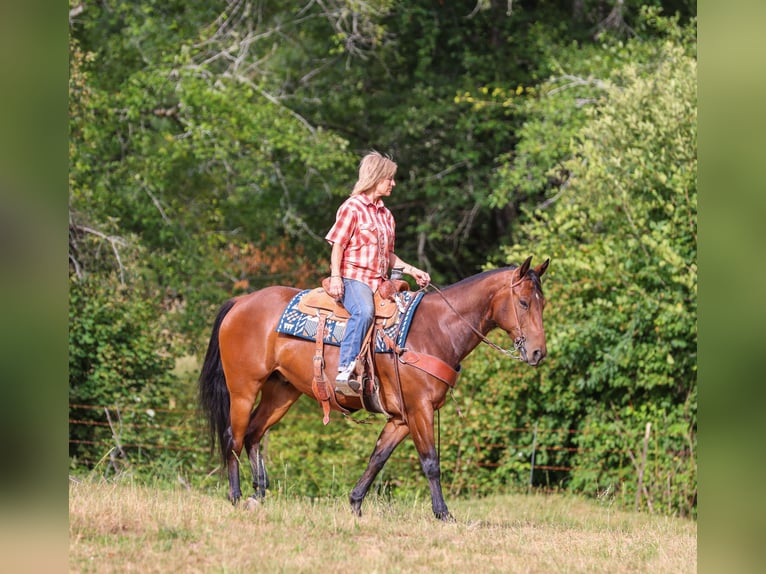 American Quarter Horse Wallach 7 Jahre Rotbrauner in Swisshome