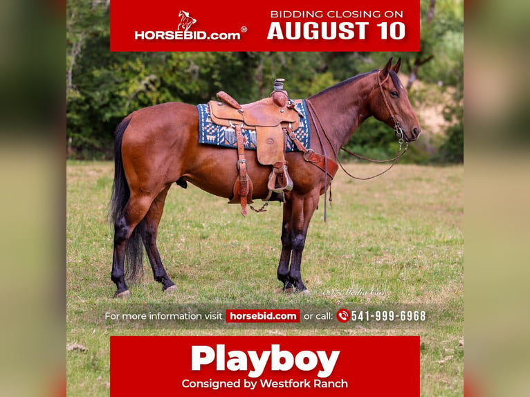 American Quarter Horse Wallach 7 Jahre Rotbrauner in Swisshome