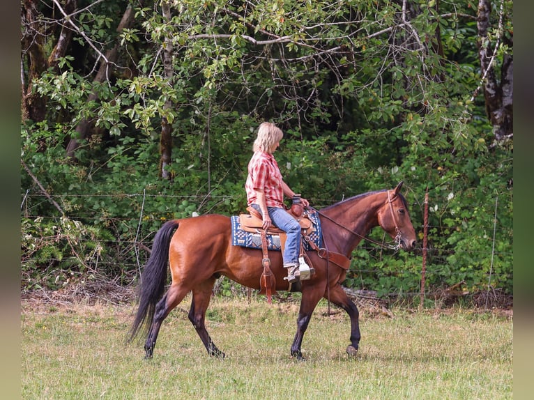 American Quarter Horse Wallach 7 Jahre Rotbrauner in Swisshome