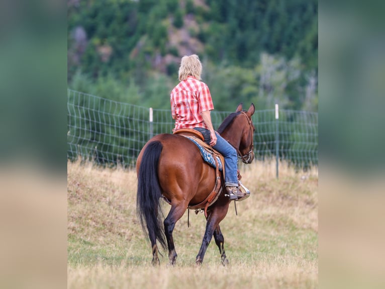 American Quarter Horse Wallach 7 Jahre Rotbrauner in Swisshome