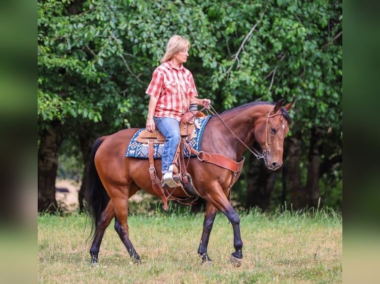 American Quarter Horse Wallach 7 Jahre Rotbrauner in Swisshome