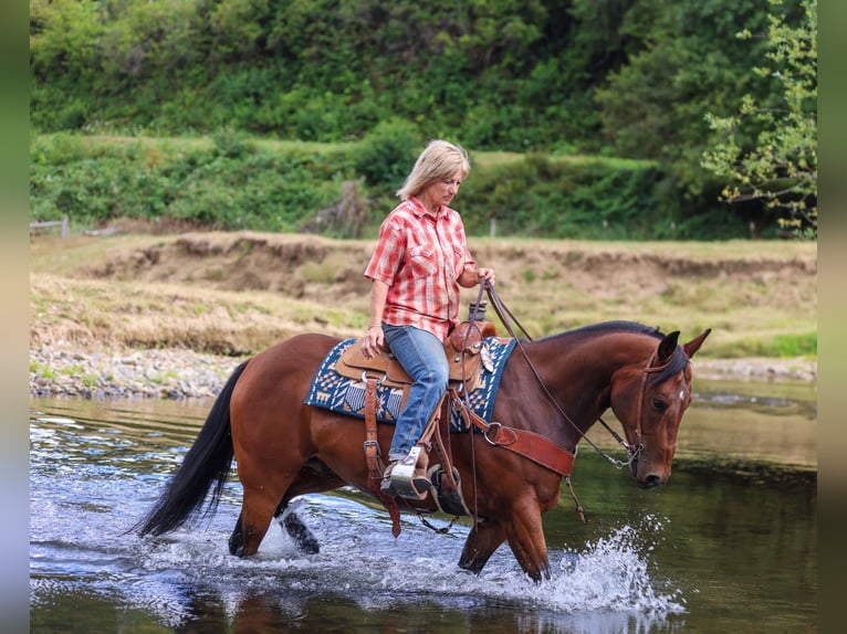 American Quarter Horse Wallach 7 Jahre Rotbrauner in Swisshome