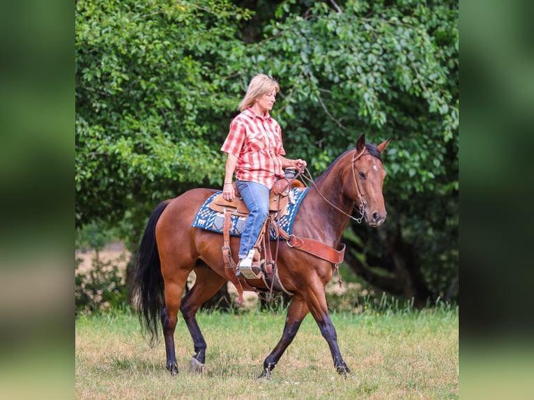 American Quarter Horse Wallach 7 Jahre Rotbrauner in Swisshome