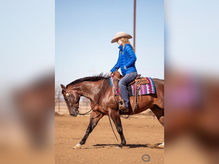 American Quarter Horse Wallach 7 Jahre Rotbrauner in Sumterville, FL