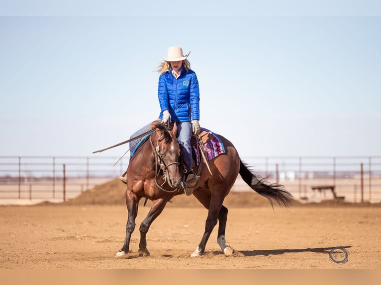 American Quarter Horse Wallach 7 Jahre Rotbrauner in Sumterville, FL