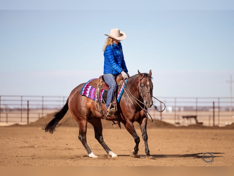 American Quarter Horse Wallach 7 Jahre Rotbrauner in Sumterville, FL