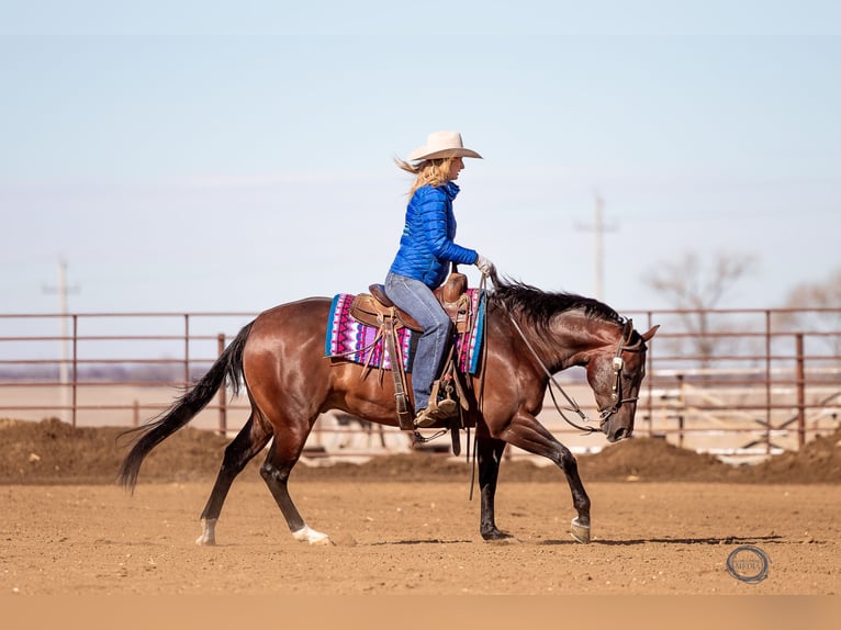 American Quarter Horse Wallach 7 Jahre Rotbrauner in Sumterville, FL