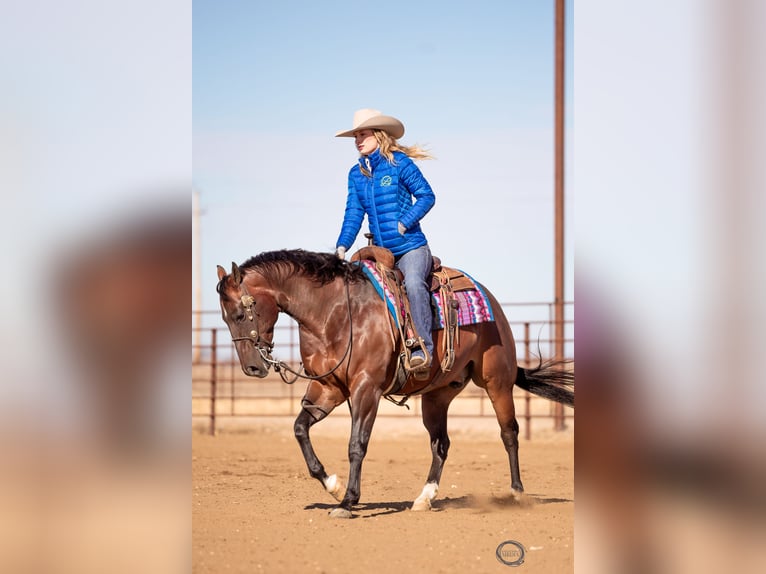 American Quarter Horse Wallach 7 Jahre Rotbrauner in Sumterville, FL