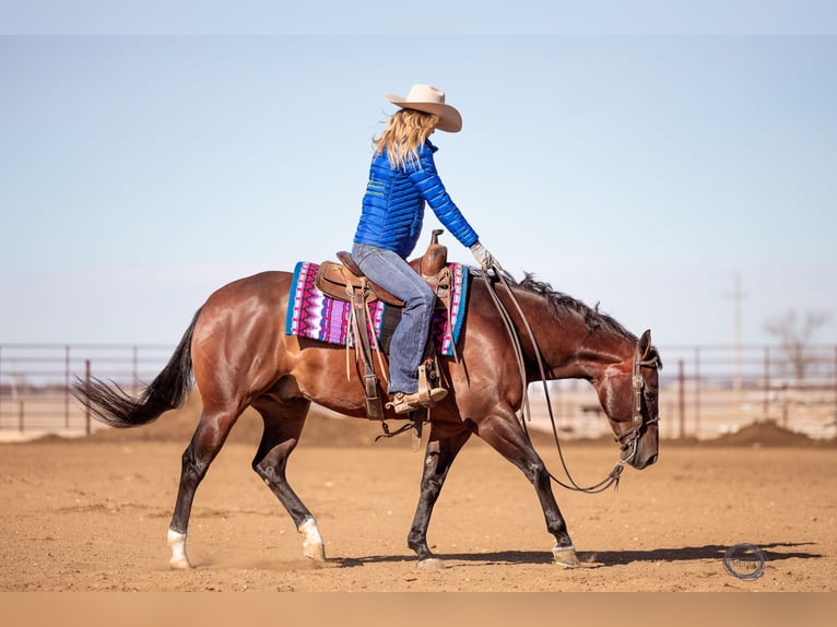 American Quarter Horse Wallach 7 Jahre Rotbrauner in Sumterville, FL