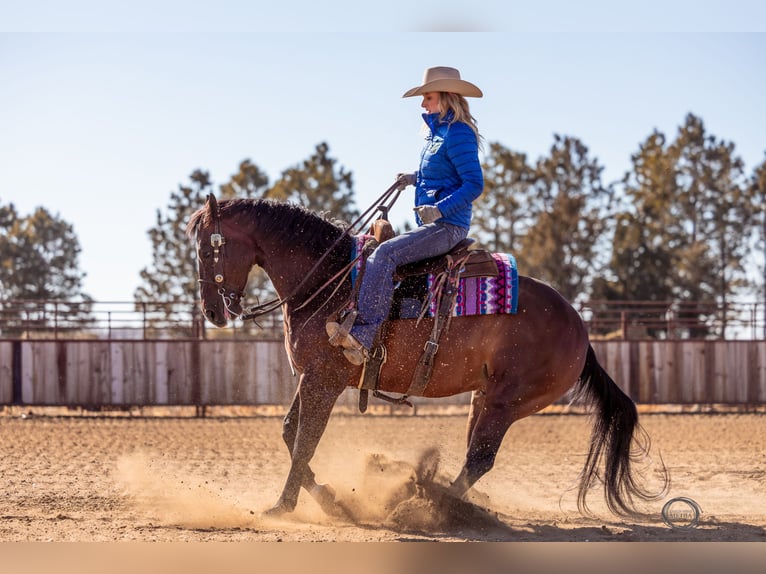 American Quarter Horse Wallach 7 Jahre Rotbrauner in Sumterville, FL