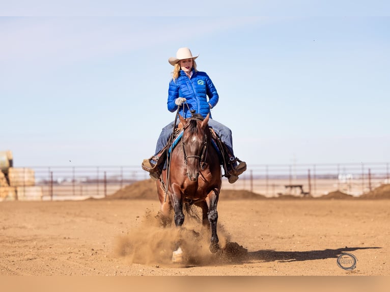 American Quarter Horse Wallach 7 Jahre Rotbrauner in Sumterville, FL