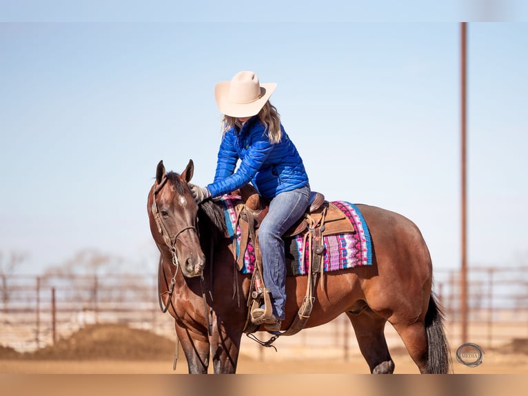 American Quarter Horse Wallach 7 Jahre Rotbrauner in Sumterville, FL