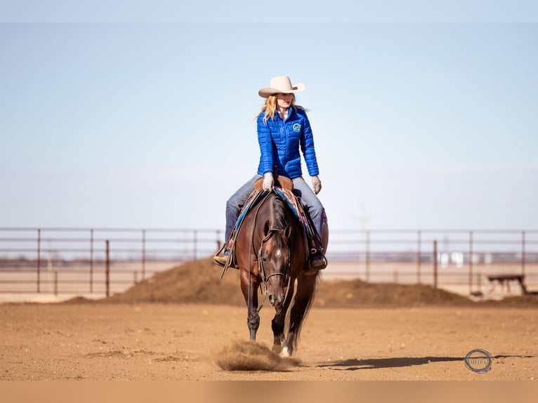 American Quarter Horse Wallach 7 Jahre Rotbrauner in Sumterville, FL
