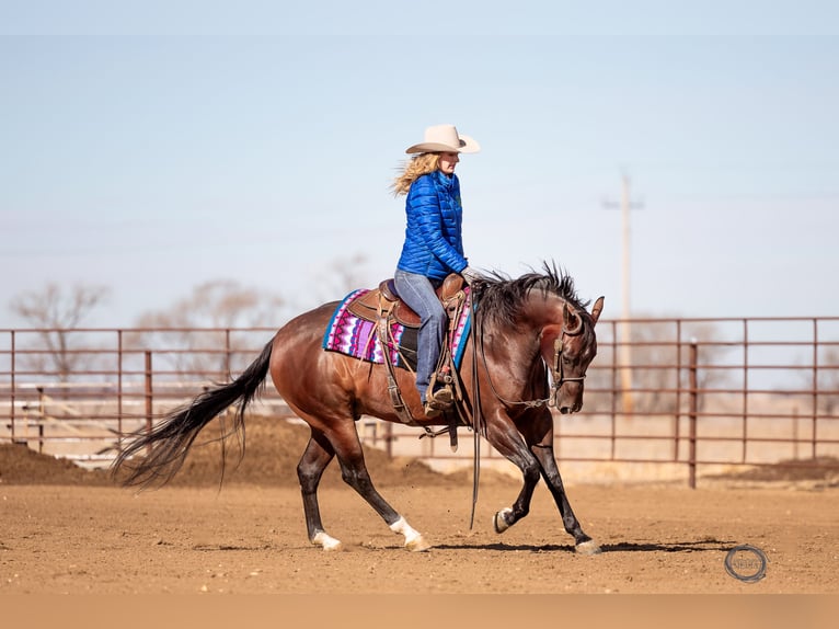 American Quarter Horse Wallach 7 Jahre Rotbrauner in Sumterville, FL