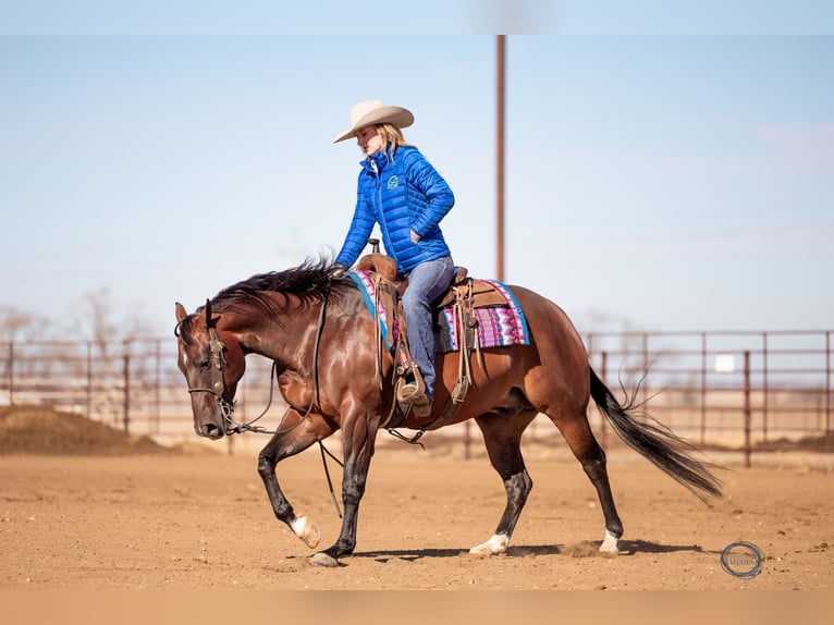 American Quarter Horse Wallach 7 Jahre Rotbrauner in Sumterville, FL