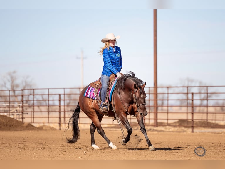 American Quarter Horse Wallach 7 Jahre Rotbrauner in Sumterville, FL