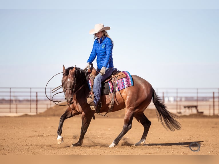 American Quarter Horse Wallach 7 Jahre Rotbrauner in Sumterville, FL