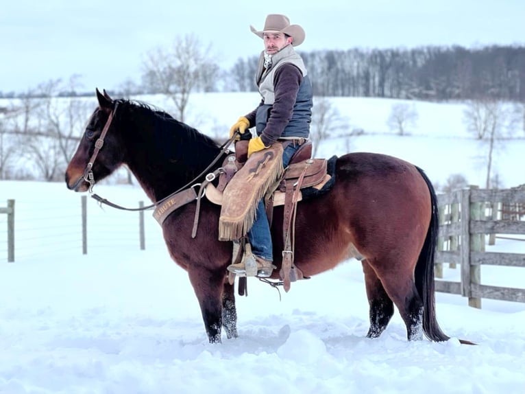 American Quarter Horse Wallach 7 Jahre Rotbrauner in Ashland, OH