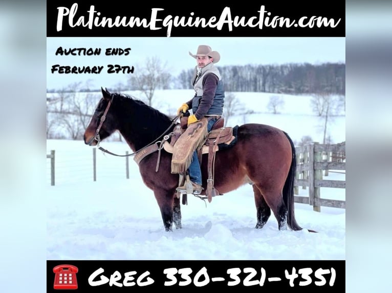 American Quarter Horse Wallach 7 Jahre Rotbrauner in Ashland, OH