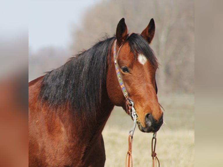 American Quarter Horse Wallach 7 Jahre Rotbrauner in Brodhead KY