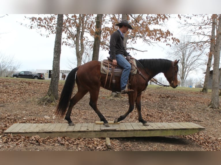 American Quarter Horse Wallach 7 Jahre Rotbrauner in Brodhead KY
