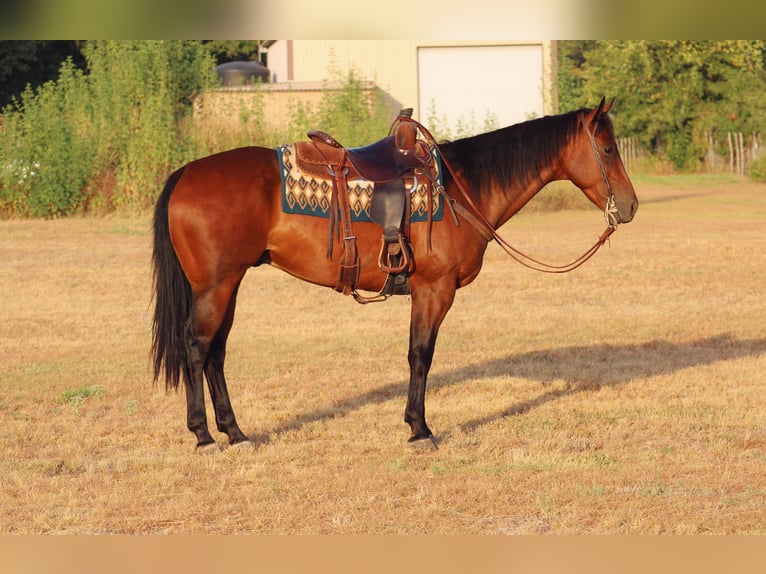 American Quarter Horse Wallach 7 Jahre Rotbrauner in Stephenville, TX