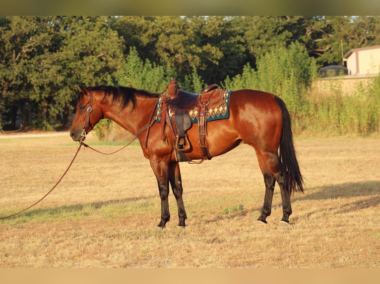 American Quarter Horse Wallach 7 Jahre Rotbrauner in Stephenville, TX