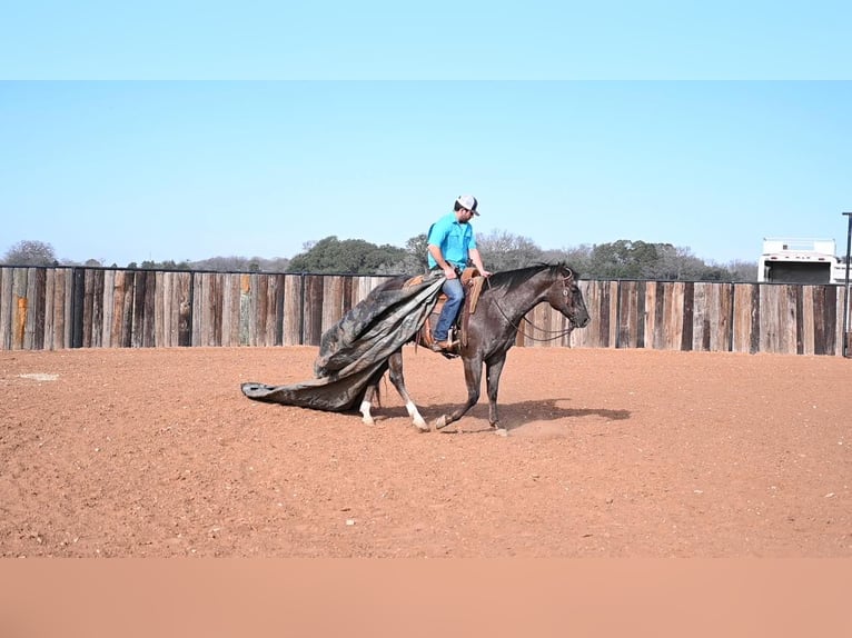American Quarter Horse Wallach 7 Jahre Rotbrauner in Waco TX