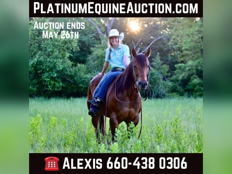 American Quarter Horse Wallach 7 Jahre Rotbrauner in Warsaw NY