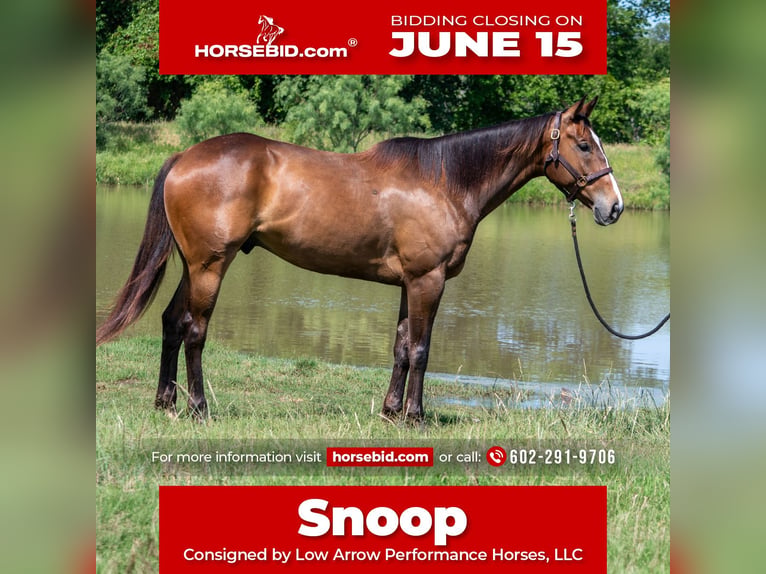 American Quarter Horse Wallach 7 Jahre Rotbrauner in Stephenville