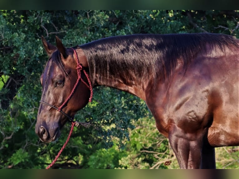 American Quarter Horse Wallach 7 Jahre Rotbrauner in jacksboro TX