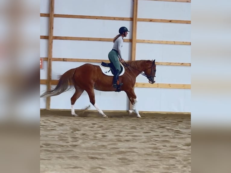 American Quarter Horse Wallach 7 Jahre Rotfuchs in Henderson