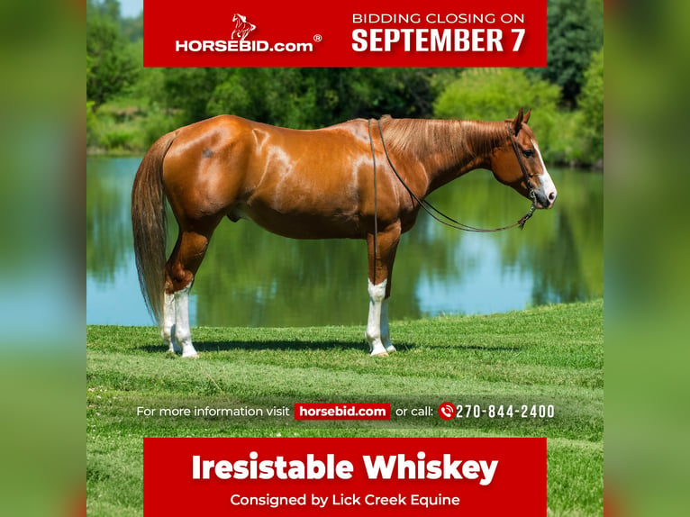 American Quarter Horse Wallach 7 Jahre Rotfuchs in Henderson
