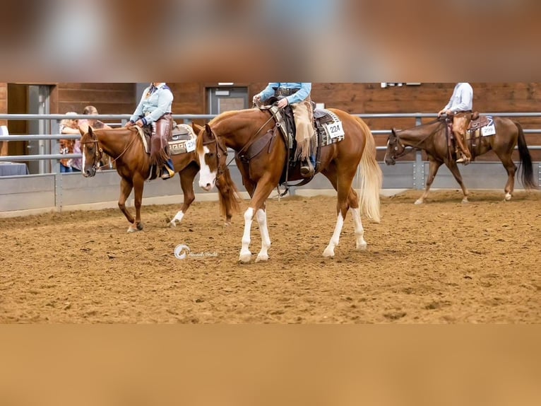 American Quarter Horse Wallach 7 Jahre Rotfuchs in Henderson