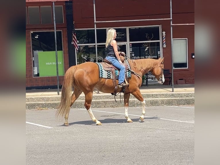 American Quarter Horse Wallach 7 Jahre Rotfuchs in Henderson