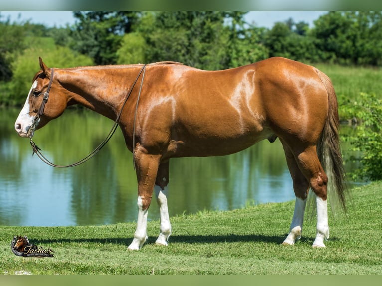 American Quarter Horse Wallach 7 Jahre Rotfuchs in Henderson