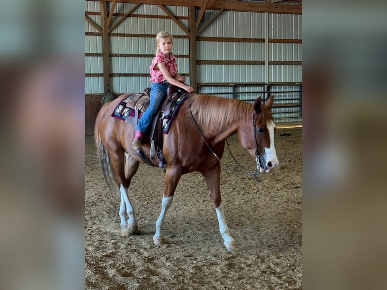 American Quarter Horse Wallach 7 Jahre Rotfuchs in Henderson