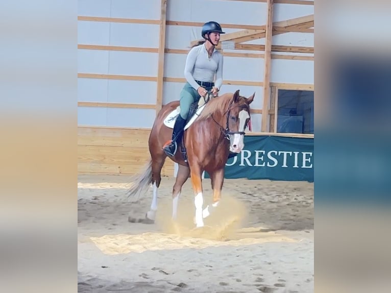 American Quarter Horse Wallach 7 Jahre Rotfuchs in Henderson