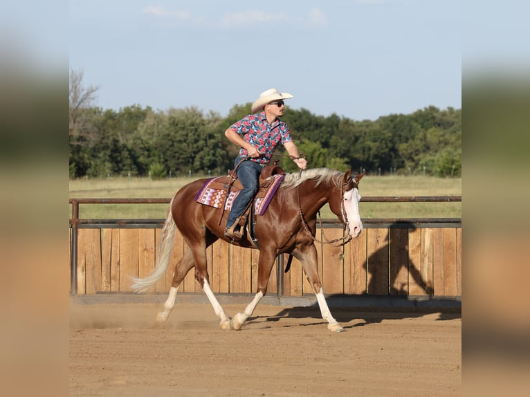 American Quarter Horse Wallach 7 Jahre Rotfuchs in Buffalo
