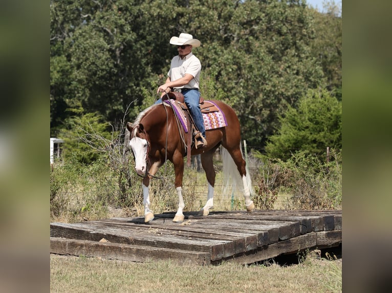 American Quarter Horse Wallach 7 Jahre Rotfuchs in Buffalo