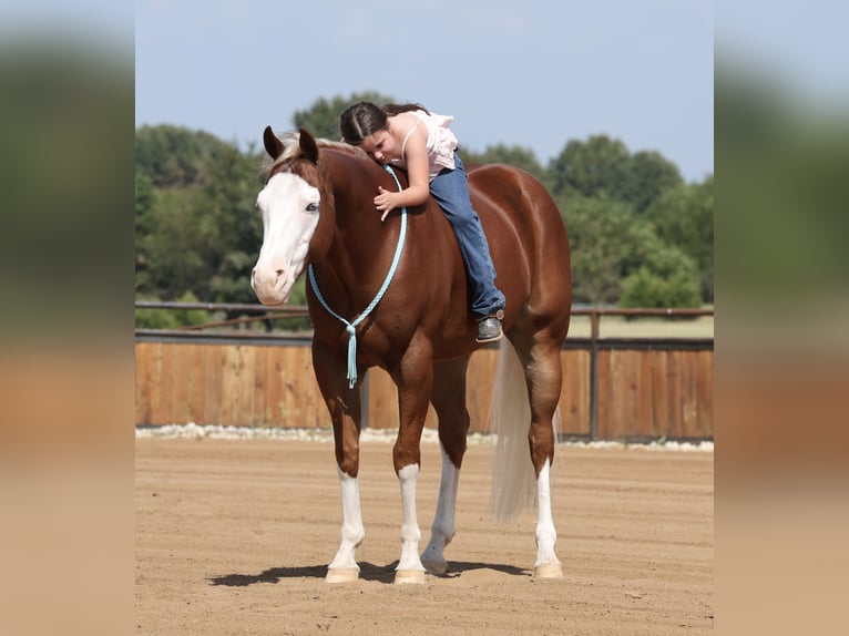 American Quarter Horse Wallach 7 Jahre Rotfuchs in Buffalo