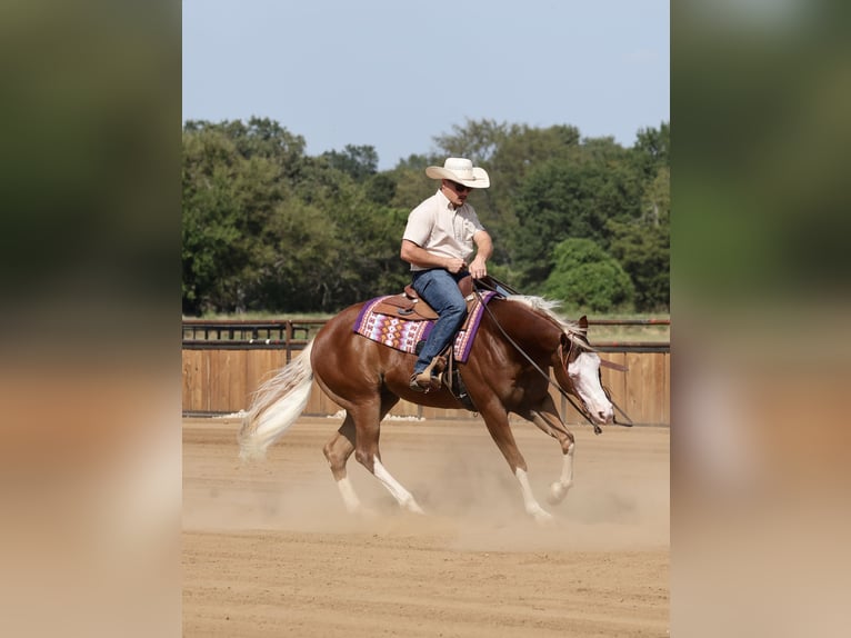 American Quarter Horse Wallach 7 Jahre Rotfuchs in Buffalo