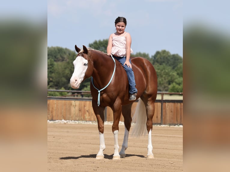 American Quarter Horse Wallach 7 Jahre Rotfuchs in Buffalo
