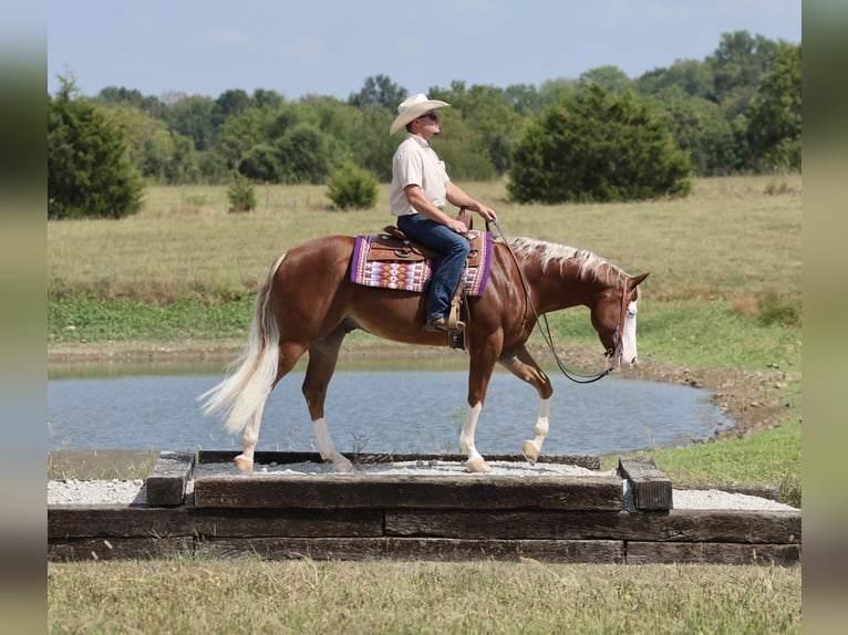 American Quarter Horse Wallach 7 Jahre Rotfuchs in Buffalo