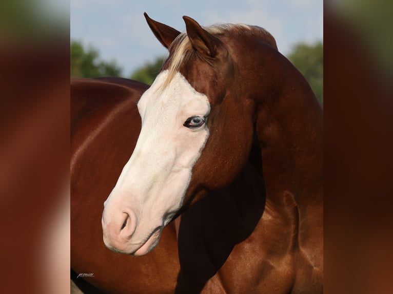 American Quarter Horse Wallach 7 Jahre Rotfuchs in Buffalo