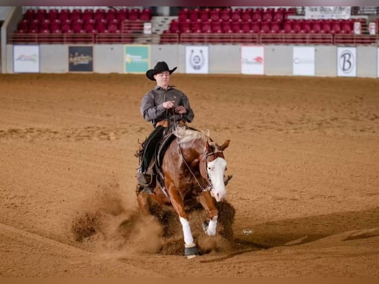 American Quarter Horse Wallach 7 Jahre Rotfuchs in Buffalo